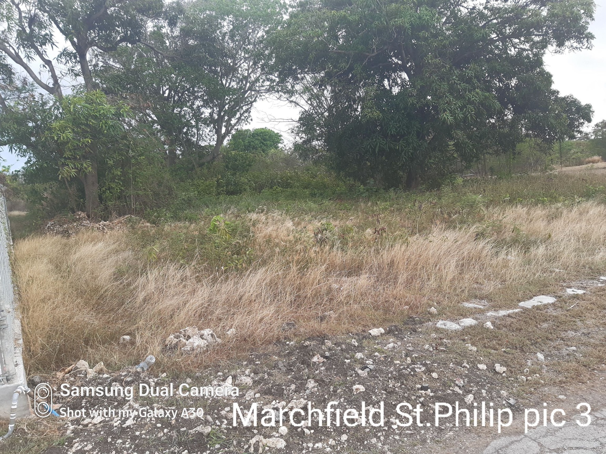 pic of Lot at Marchfield 4